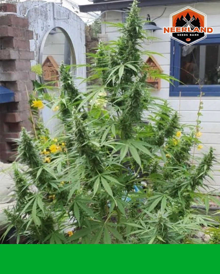 Xxl Critical 3