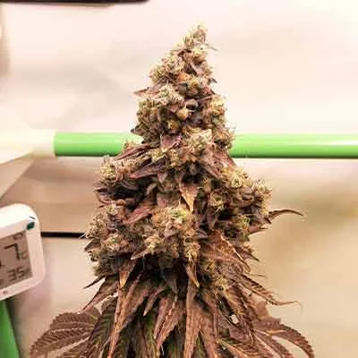 Cherry Pie