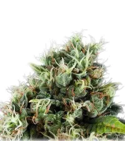 Power Flower 4