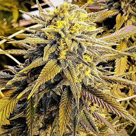 Gmo X Mimosa 2
