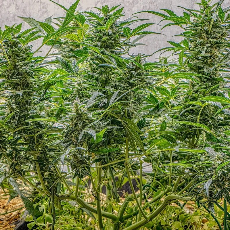 Ak Triple Haze 2
