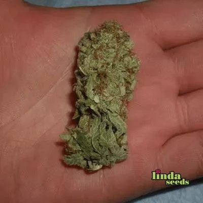 Sweet Cherry Pie 3