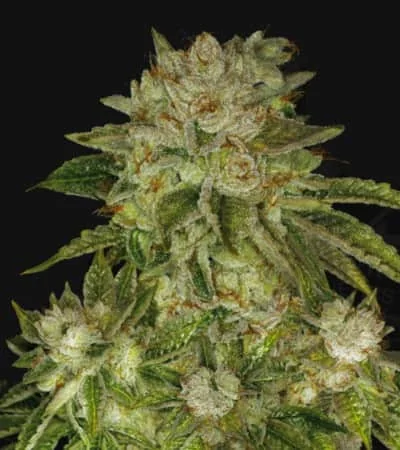 Mk Ultra 2