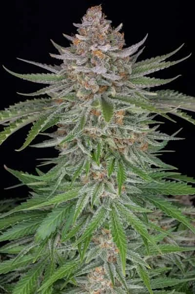 Strawberry Pie 2