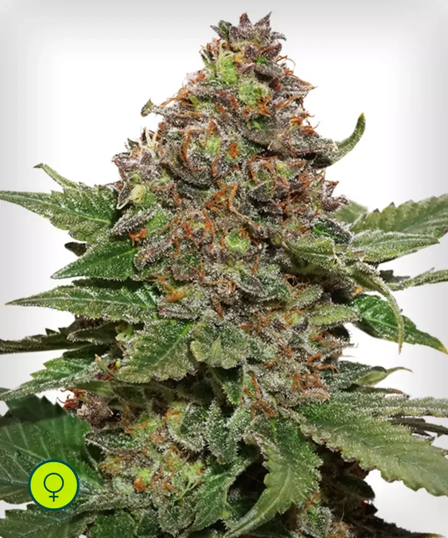 Strawberry Cough
