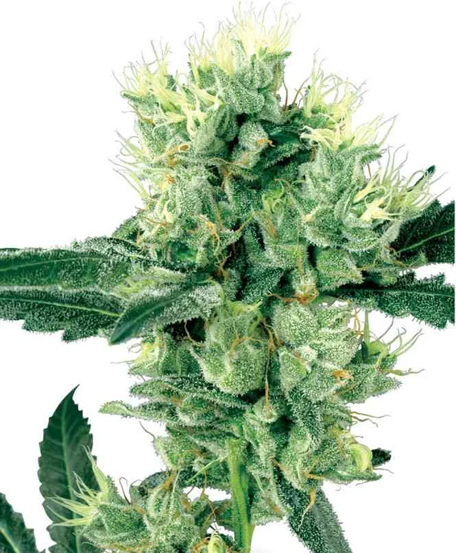 White Haze 4