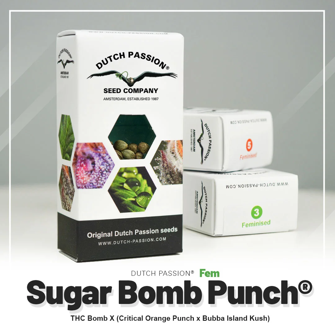 Sugar Bomb Punch 4