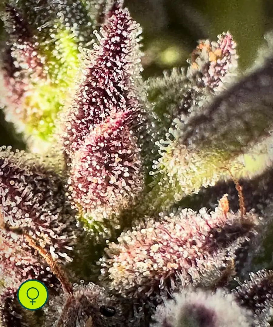 Sour Banana Lime