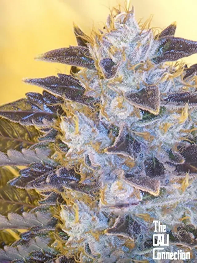Grape Og