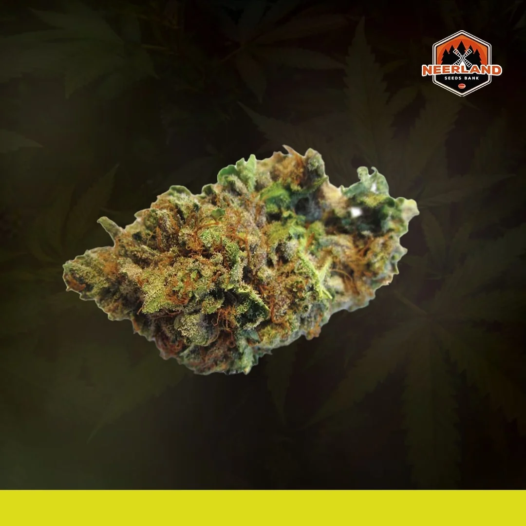 Kosher Kush