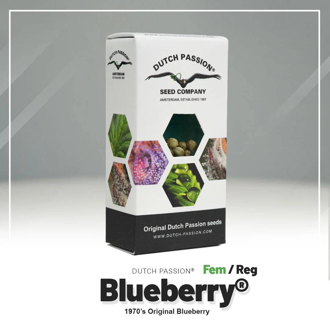 Blueberry
