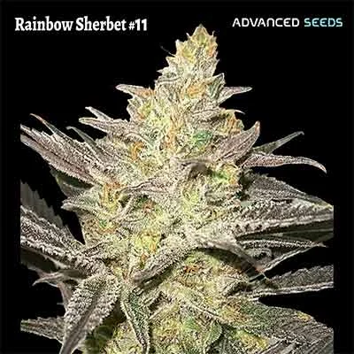 Rainbow Sherbet 11 5