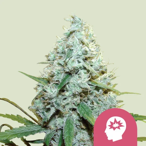 Amg Amnesia Mac Ganja 4