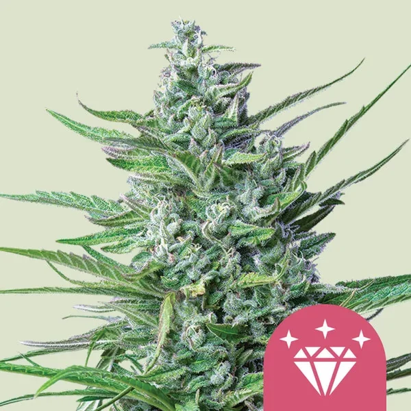 Special Kush 1 4