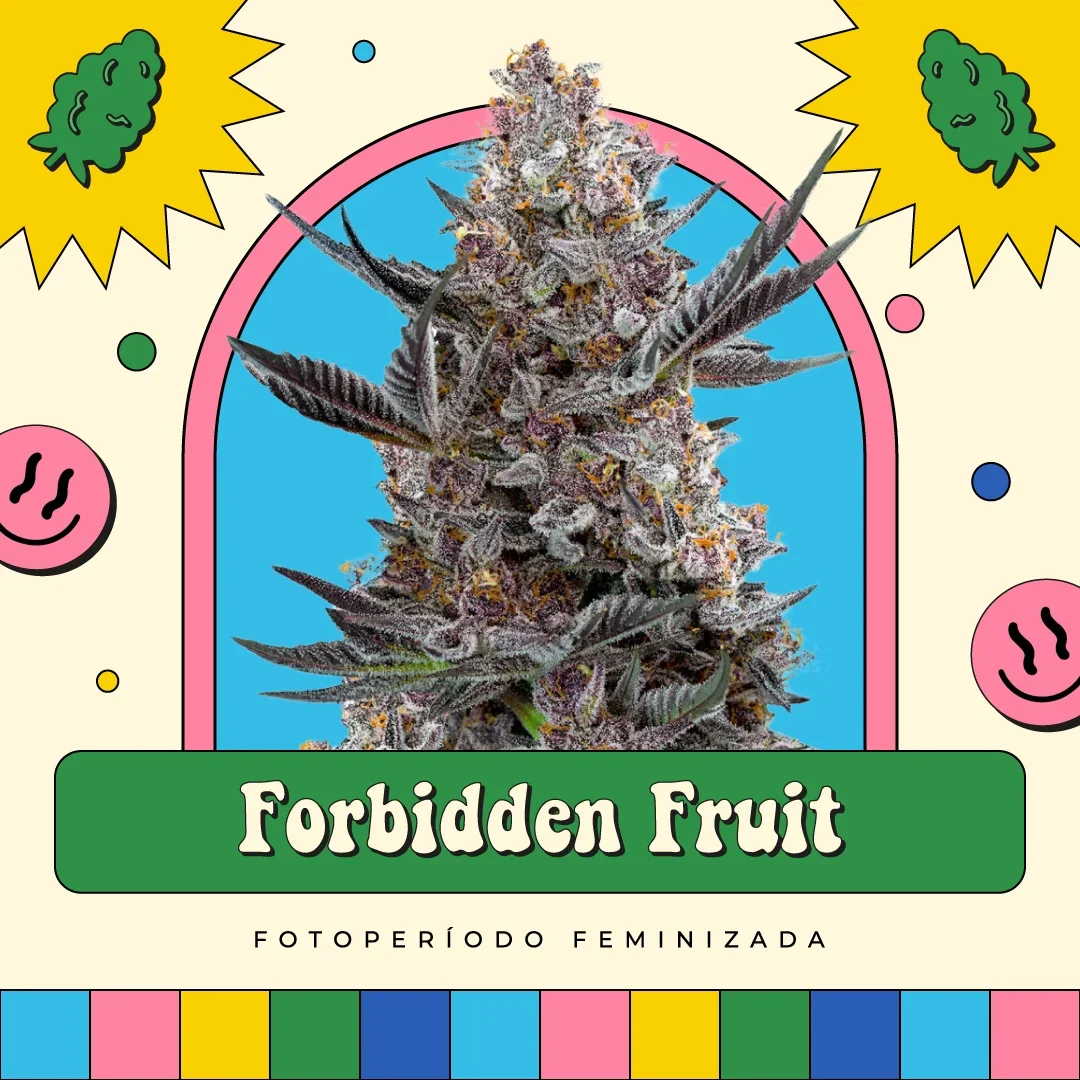 Forbidden Fruit 3