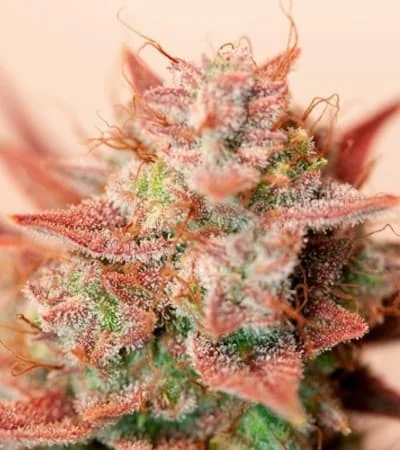 Banana Blaze 2