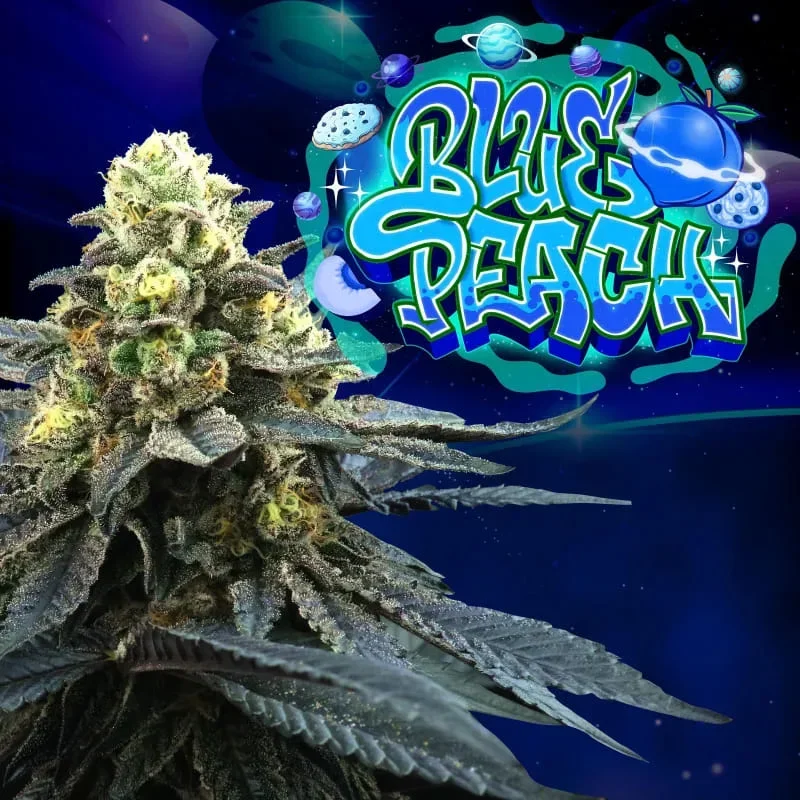 Blue Peach 3