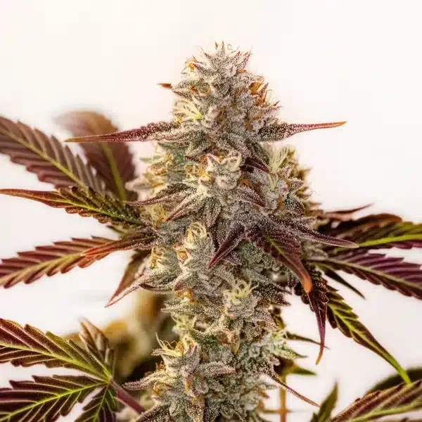 Watermelon Zkittlez