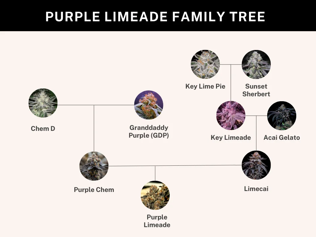 Purple Limeade 3