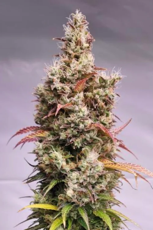 Sour Lime Tangie 3