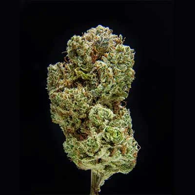 Black Beard 2