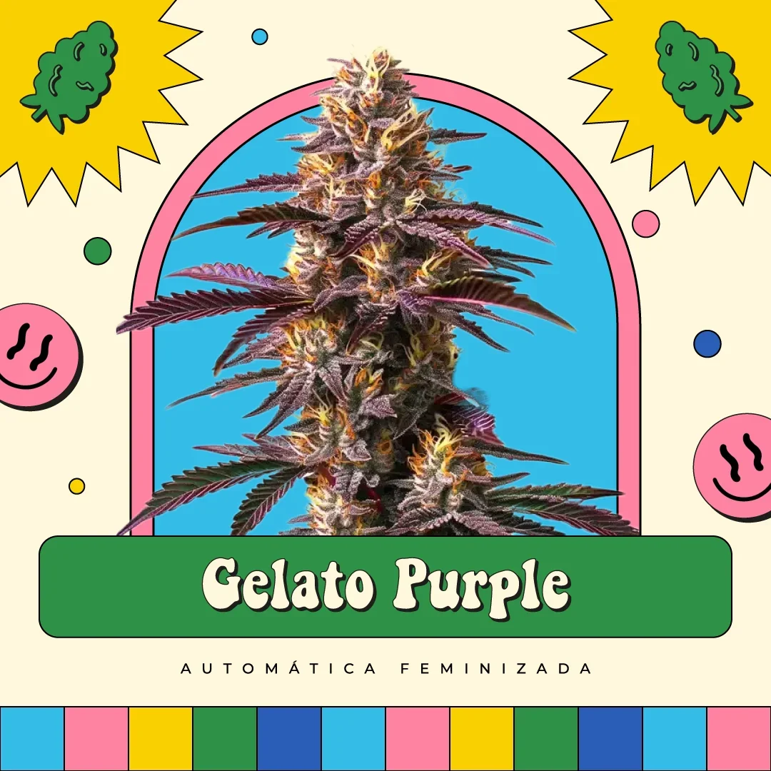 Gelato Purple