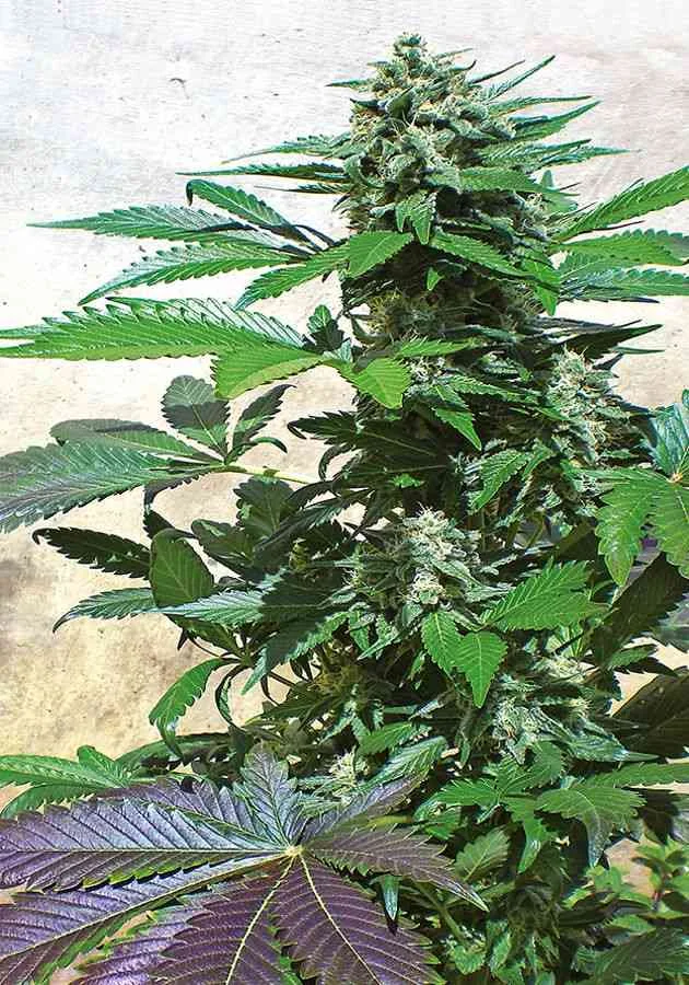 Blue Rhino 2