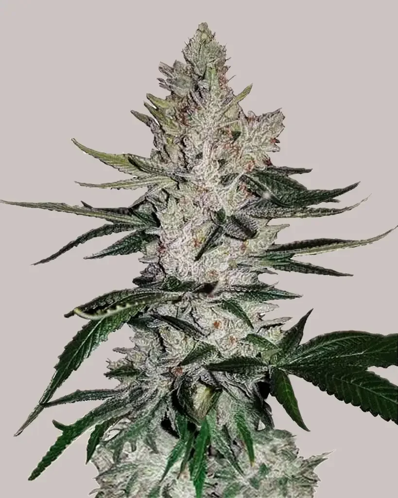 Gorilla Bomb