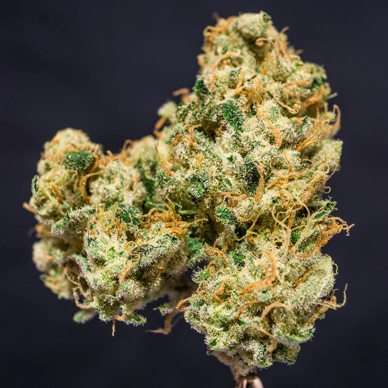 Karel S Haze 2