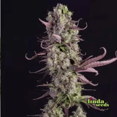Gorilla Zkittlez