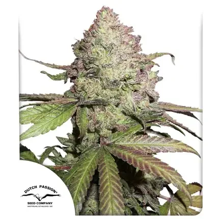 Cbd Charlotte S Angel Dutch Passion Com