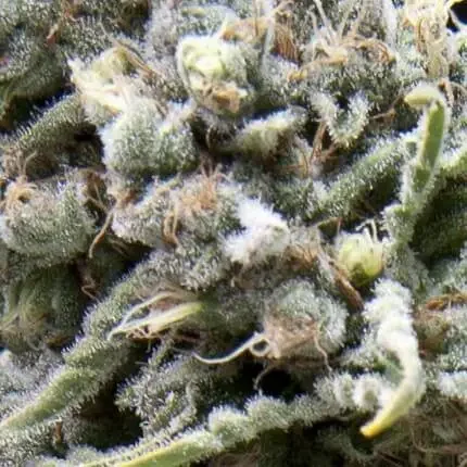 White Widow