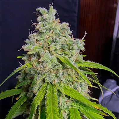 Orange Kush 4