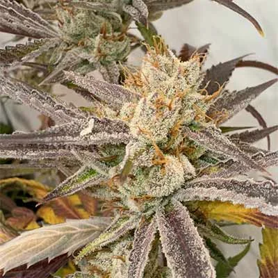 Pink Crumble