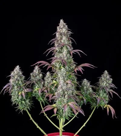 Lemon Pie 2