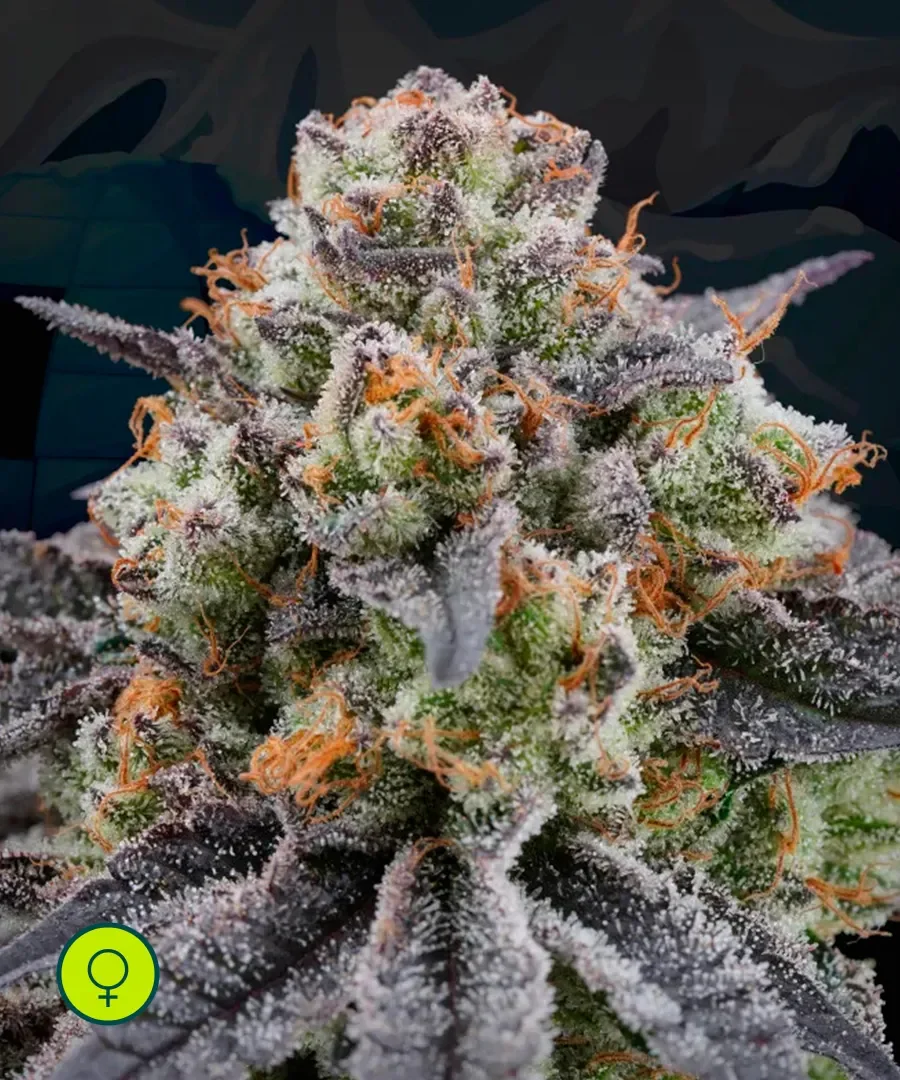 Arctic Cherries 4