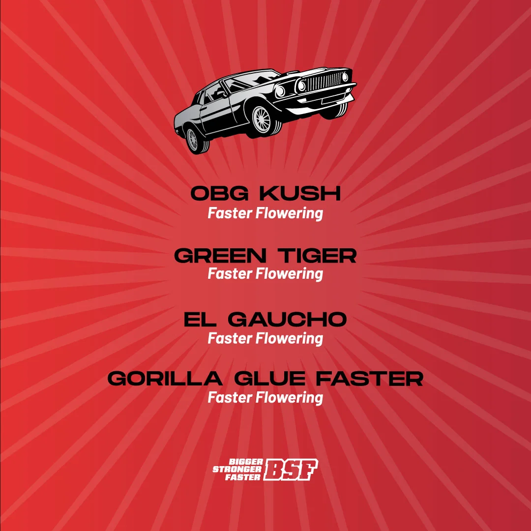 Faster And Furious 2