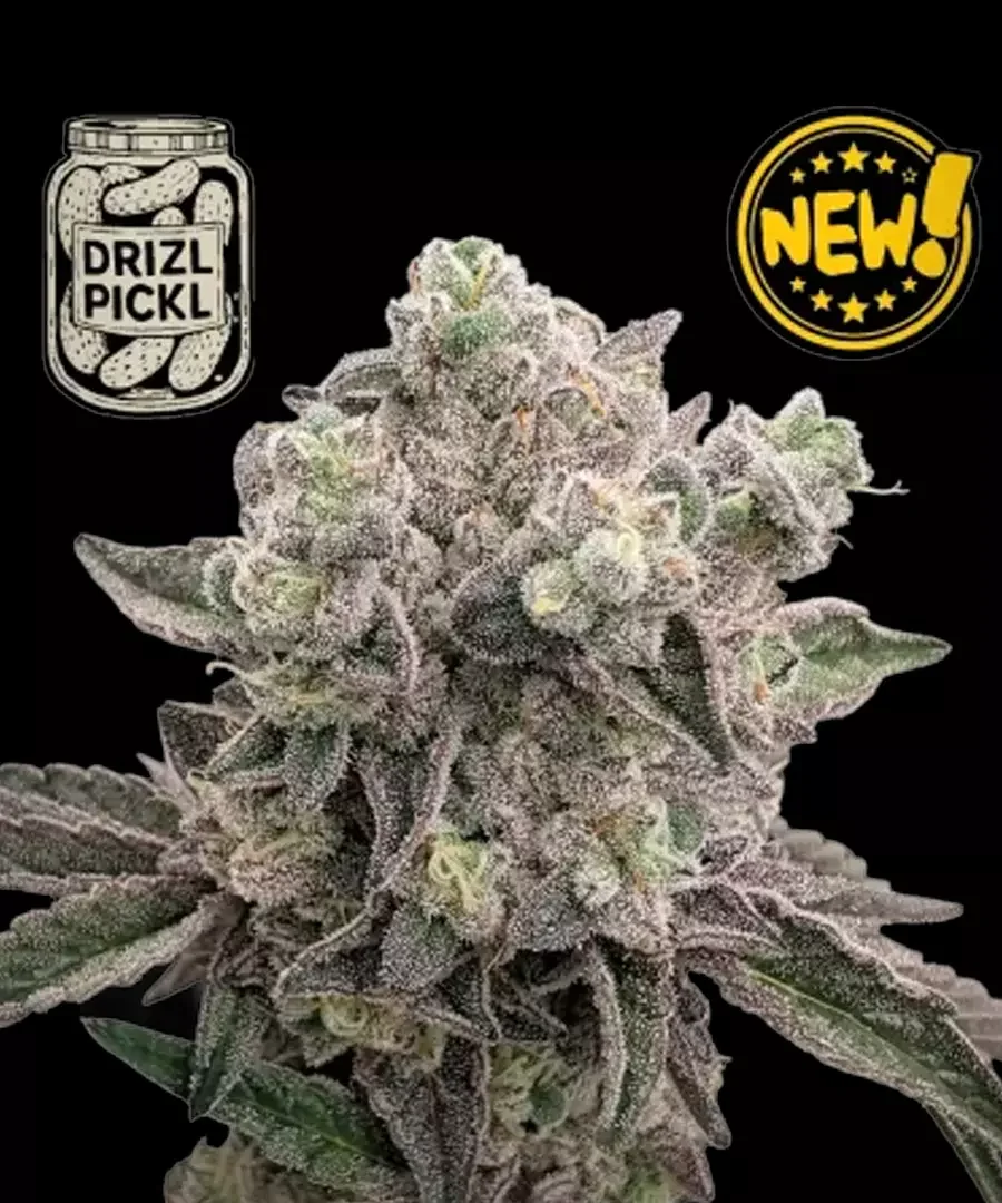 Drizl Pickl 3