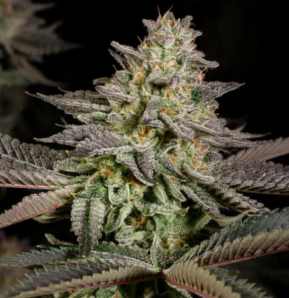 Mandarin Cookies 2
