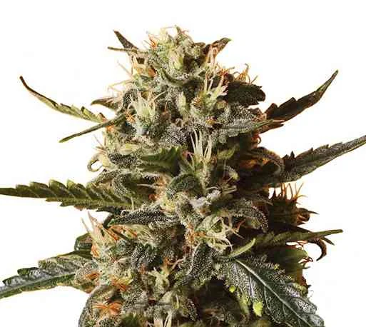 Bubblegum Xl