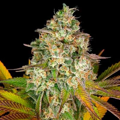 Rainbow Sherbet 11 3