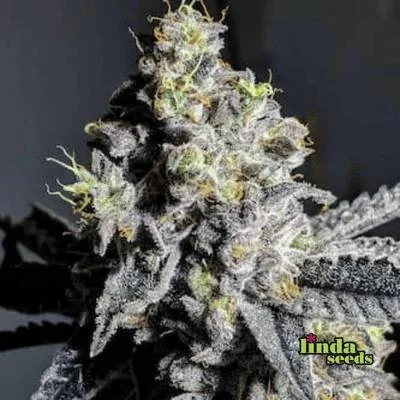 Wedding Gelato 2