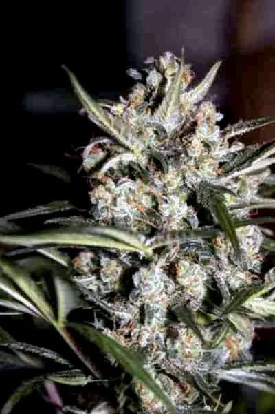 Whiteberry 2