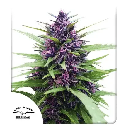Shaman Dutch Passion Fot Com