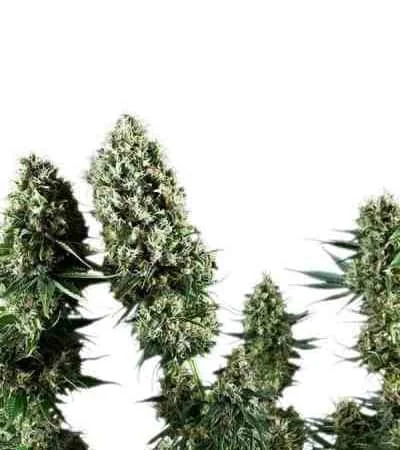 Power Flower 3