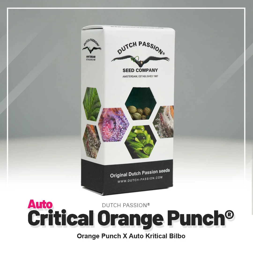 Critical Orange Punch