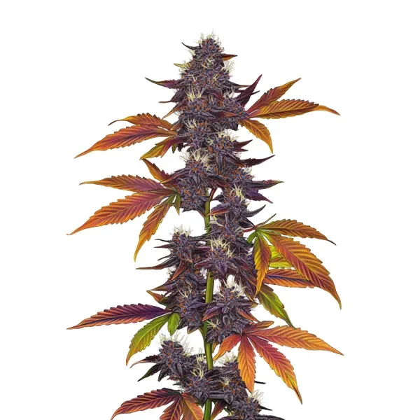 Cbd Kush