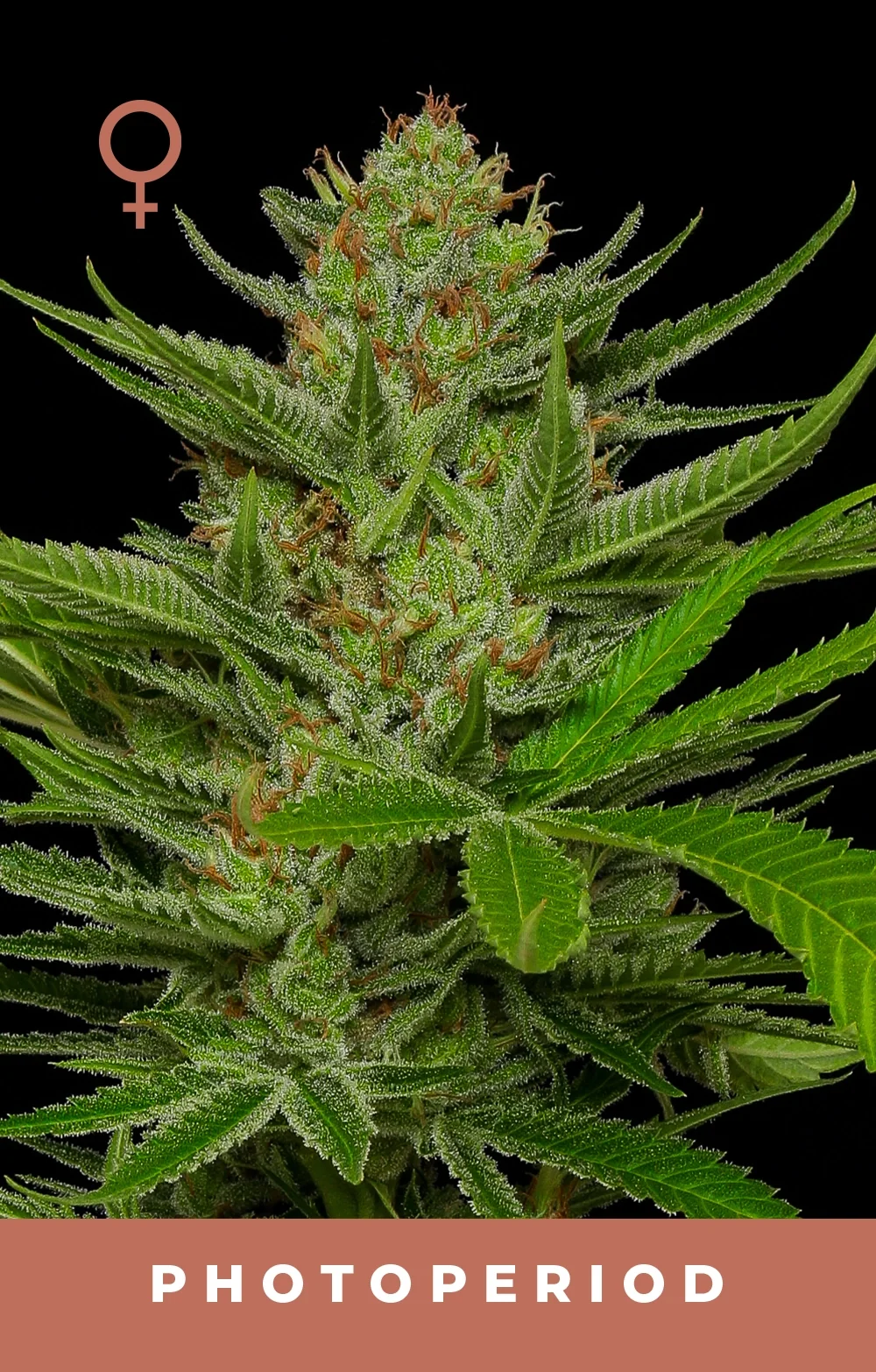 Stoopid Fruits 3