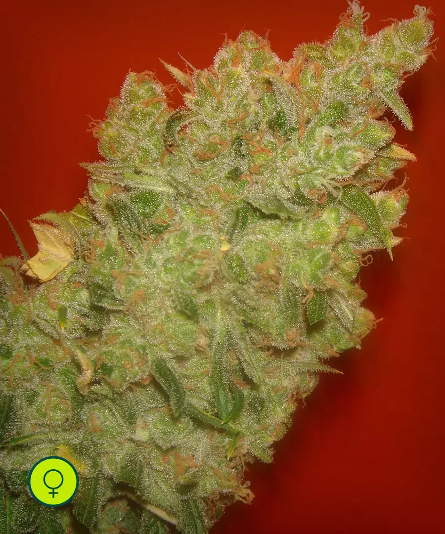 Jack La Mota 2