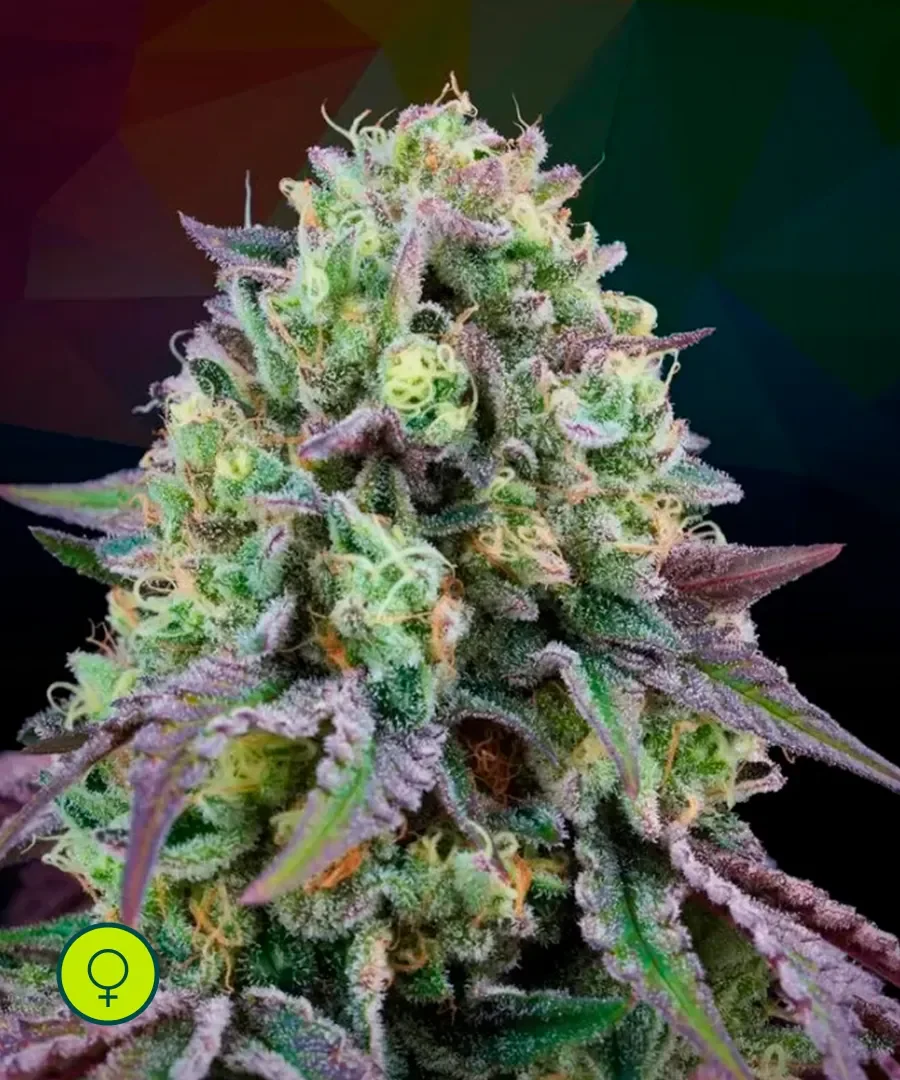 Rainbow Triangle 3